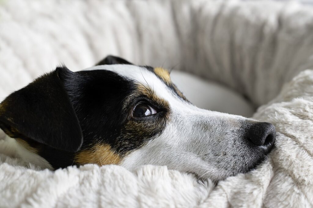 Dog on a blanket